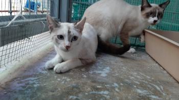 Pili Bild von Pili