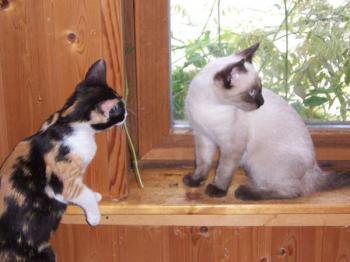 Trisk und Bibi Bild von Triskicilla