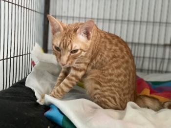 Brioche Bild von Brioche