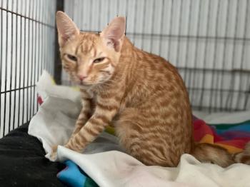 Brioche Bild von Brioche