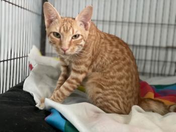 Brioche Bild von Brioche