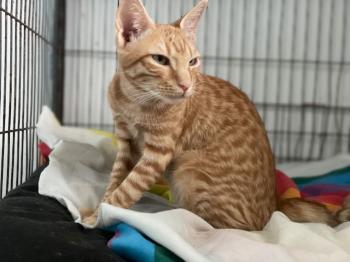 Brioche Bild von Brioche