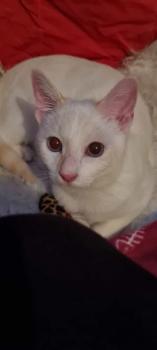 SR White Bild von SR White