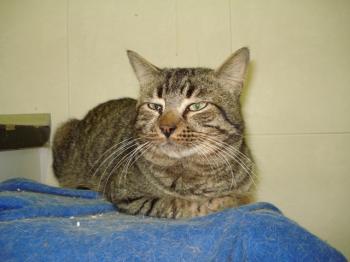 Petrus Bild von Petrus
