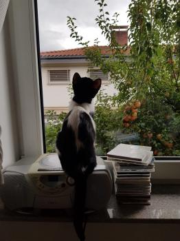 Noisy Bild von Noisy