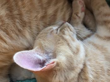 Pin Bild von Pin