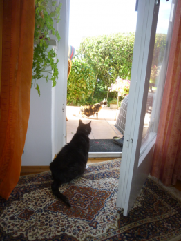 Petula Bild von Petula