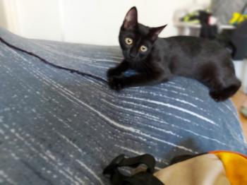 Baghera Bild von Bagheera