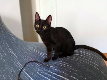 Baghera Bild von Bagheera