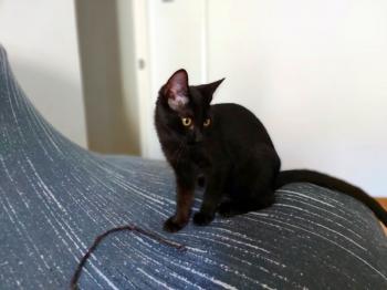 Baghera Bild von Bagheera