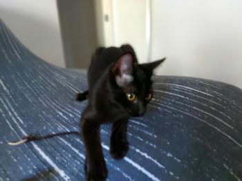 Baghera Bild von Bagheera