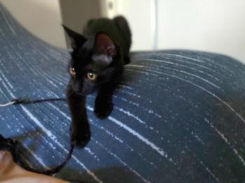 Baghera Bild von Bagheera