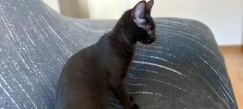 Baghera Bild von Bagheera