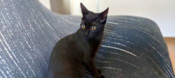 Baghera Bild von Bagheera