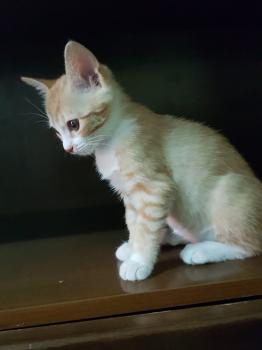 Dulce Bild von Dulce