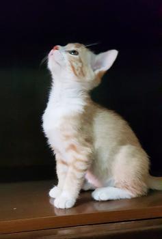Dulce Bild von Dulce