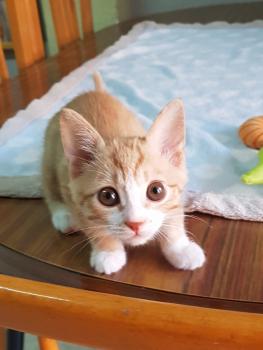 Dulce Bild von Dulce