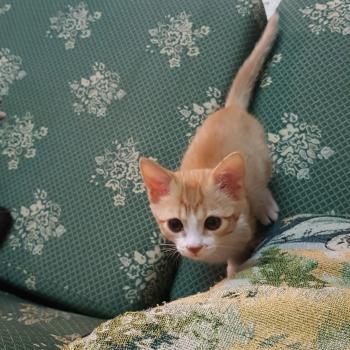 Dulce Bild von Dulce