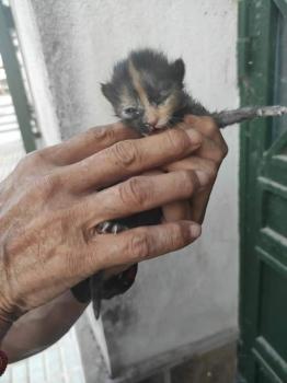 Bombon Bild von Bombon