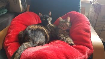 Moggy Bild von Moggy