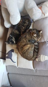 Moggy Bild von Moggy