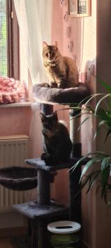 Moggy Bild von Moggy