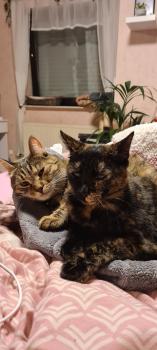 Moggy Bild von Moggy
