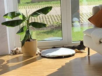 Gala Bild von Gala