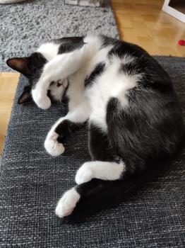 Noshi Bild von Noshi