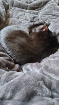 Milou Bild von Milou