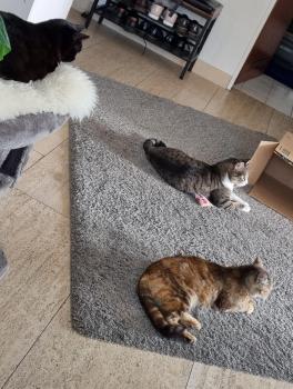 Harper Bild von Harper