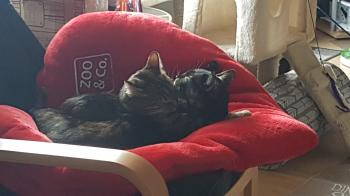 Moggy Bild von Moggy