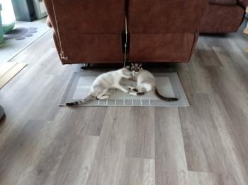 Pili Bild von Pili