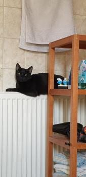 Felisa Bild von Felisa