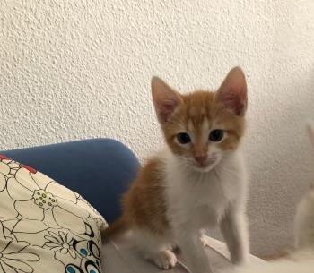Benji Bild von Benji