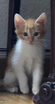 Benji Bild von Benji