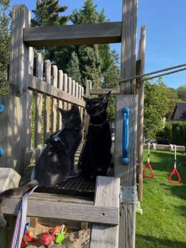 Horus Bild von Horus
