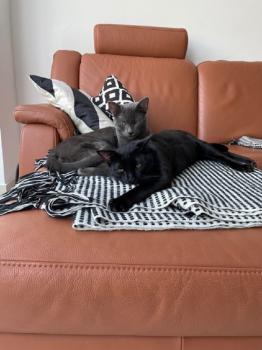 Horus Bild von Horus