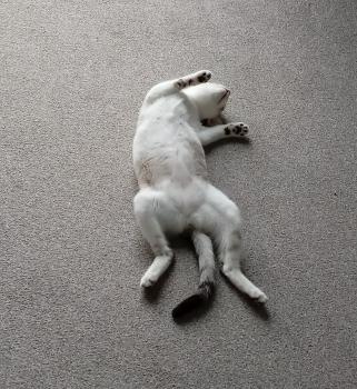 Pili Bild von Pili