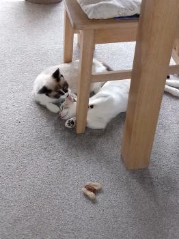 Pili Bild von Pili