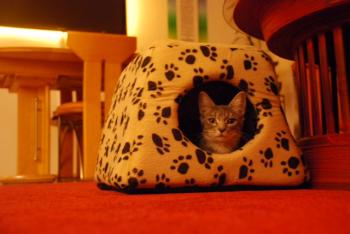 Julie Bild von Julie