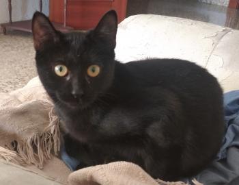 Negrita Bild von Moki
