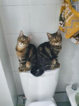 Piccola Bild von Piccola