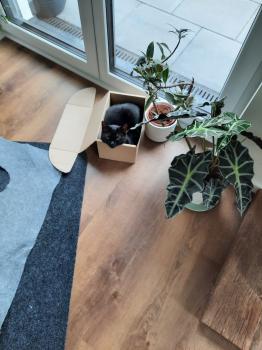 Suhaila Bild von Suhaila