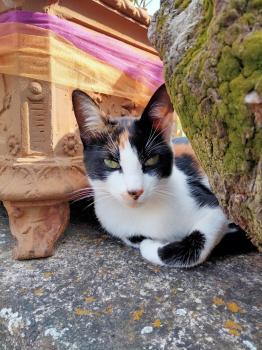 Piccola Bild von Piccola
