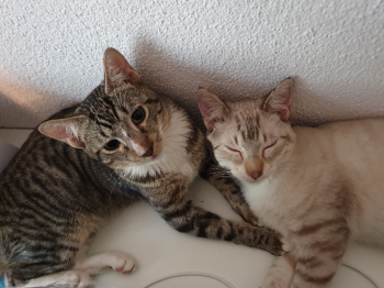 Requeson Bild von Requeson