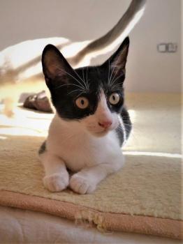 Galia Bild von Galia