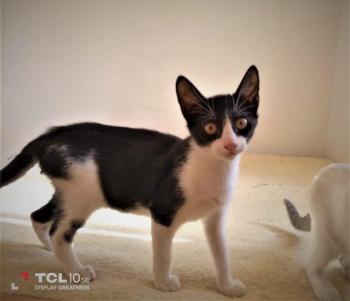Galia Bild von Galia