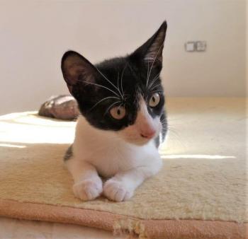 Galia Bild von Galia