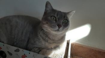 Batet Bild von Batet